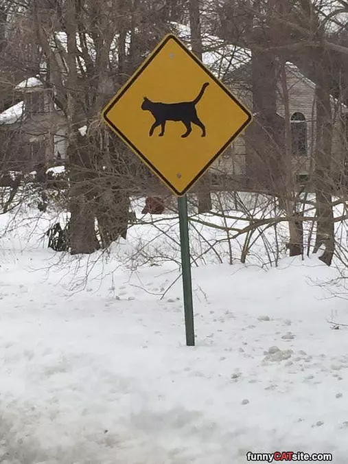 Cat Crossing
