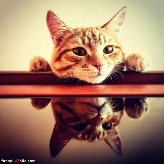 My Mirror Image