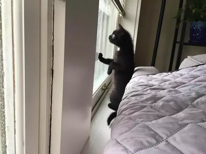 Looking Outside
