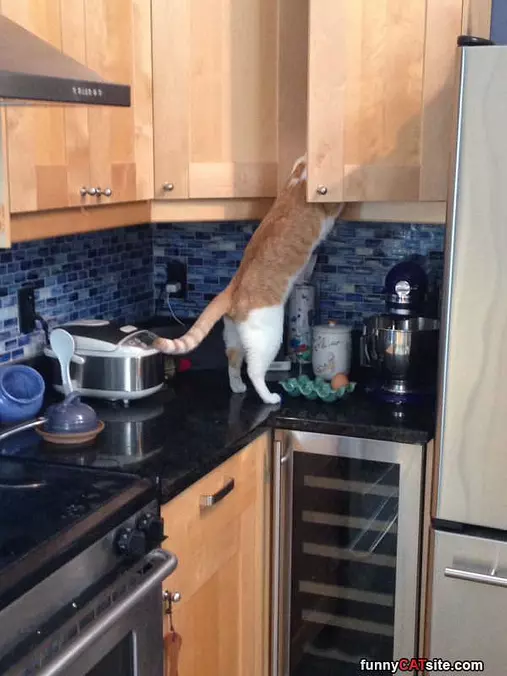 Grabbing Me Some Tuna