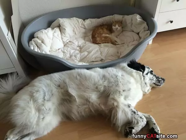 This Is My Bed Now