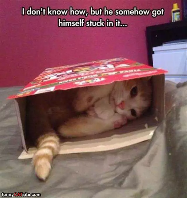 Somehow Got Stuck In It