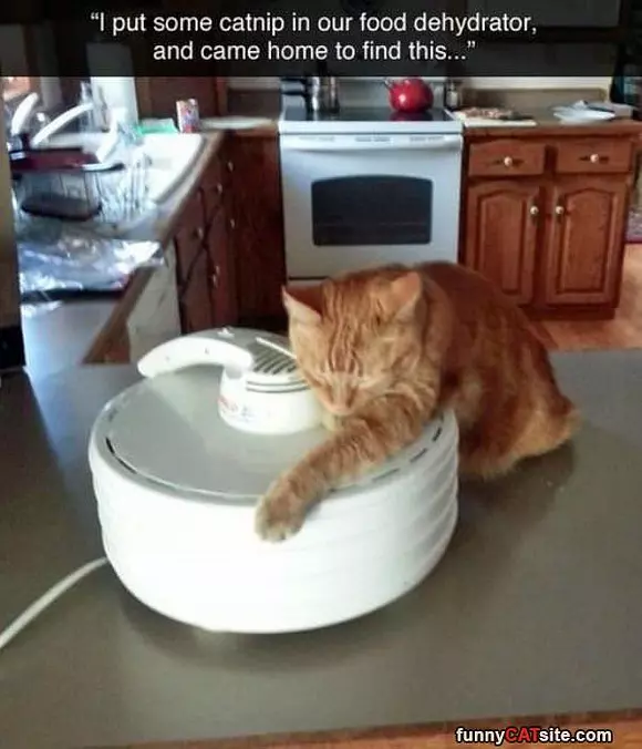 Catnip Dehydrator