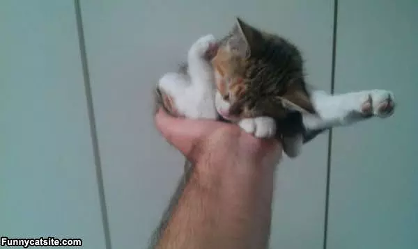 One Hand Of Kitten