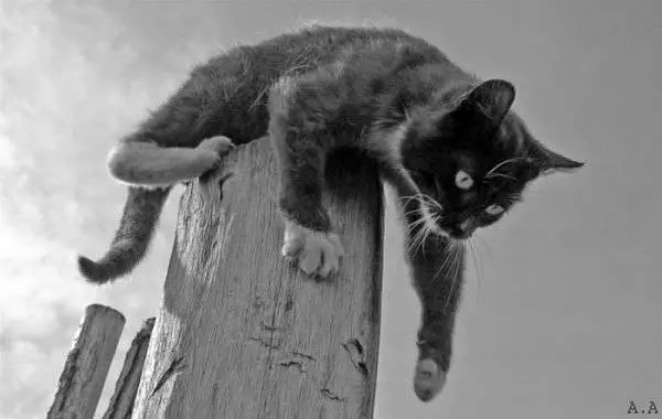 I Has A Post