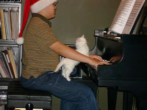 Piano Player Kitten