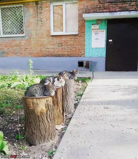 Stumps