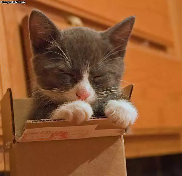 In The Box