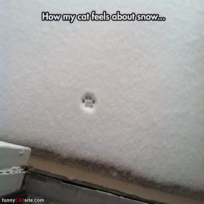 How My Cat Feels About Snow