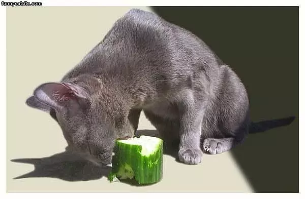 Nom Nom Nom Nom