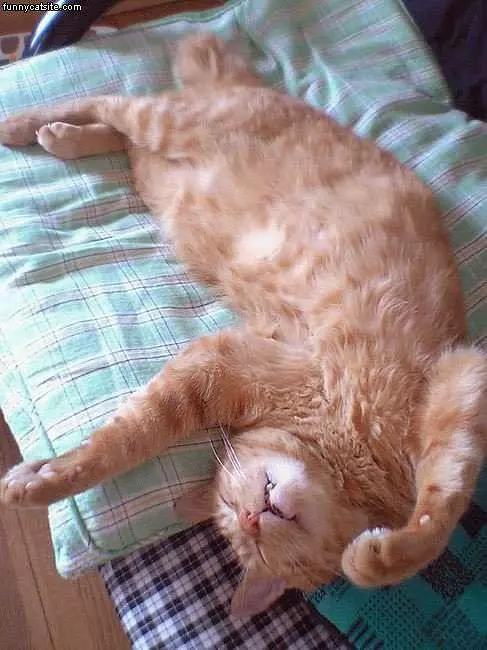Streched Out Cat