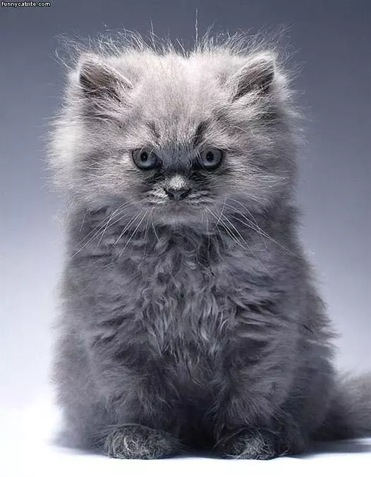 Fluff Ball Kitten
