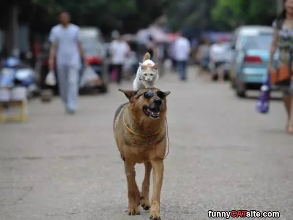 Faster Dog Go Faster