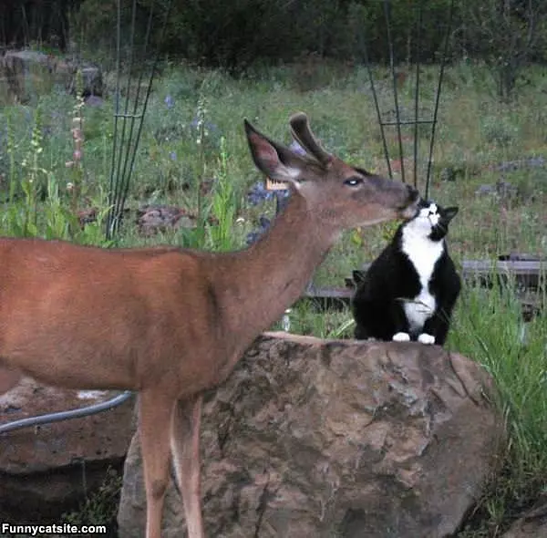 Getting A Kiss