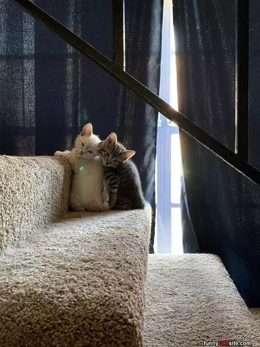 Cats On Steps