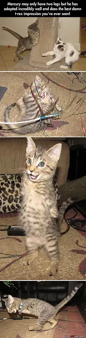 2 Legged Cat