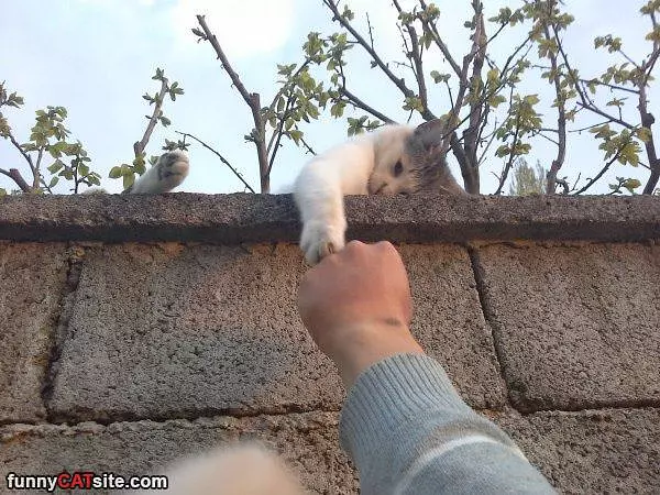 Fist Bump Buddy