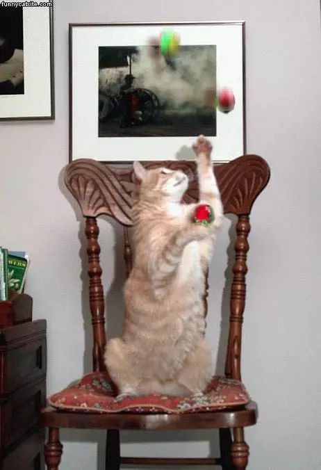 Stripped Cat Juggling