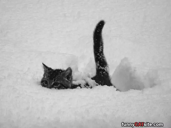 Not A Fan Of Snow