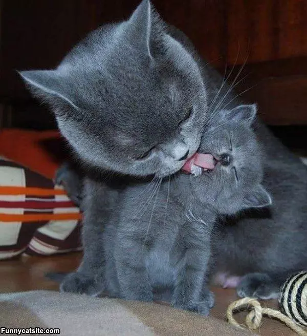 Just Some Kisses