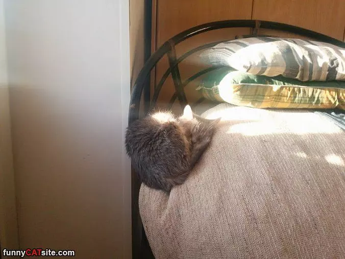 I Sleep Wherever I Want