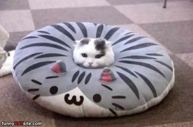 I Am Space Cat