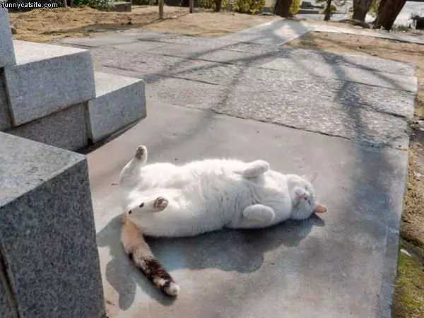 Fat Cat Laying Around