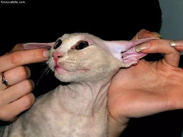Stetchy Ears