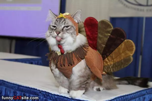 Im A Turkey