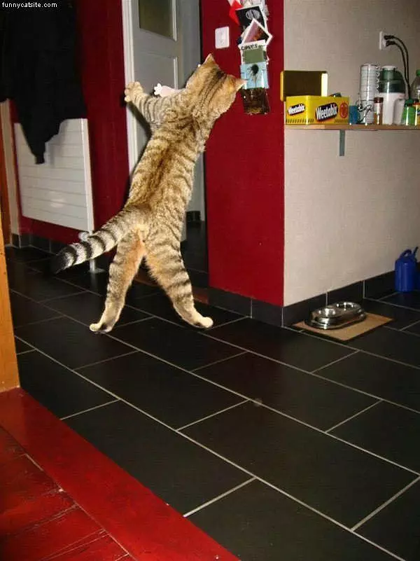 Cat Jumping