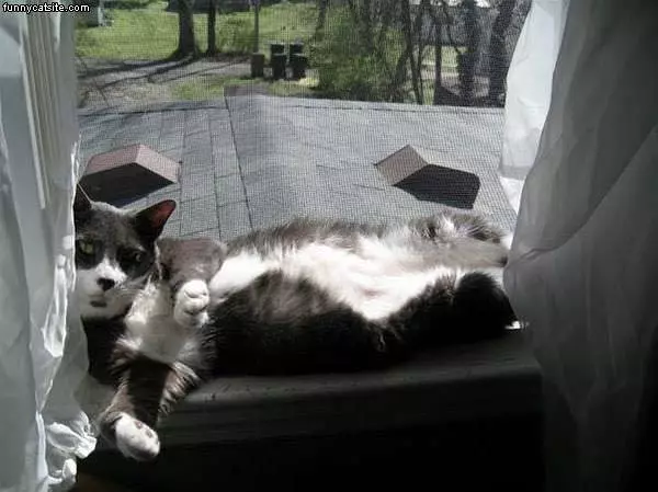 Black And White Cat In Windowjpg
