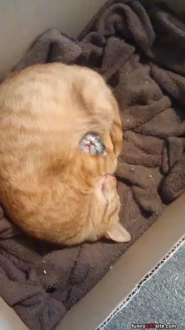 Cat Wrapped Cat