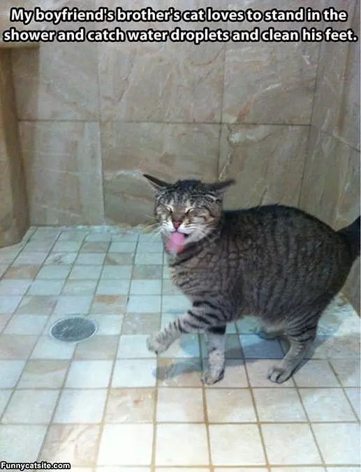 Shower Cat