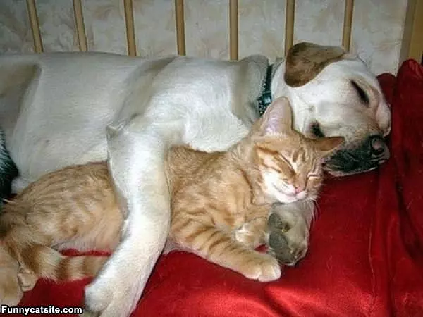 This Is A Warm Blanket