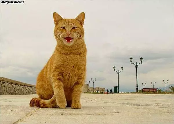 Kinda Happy Cat