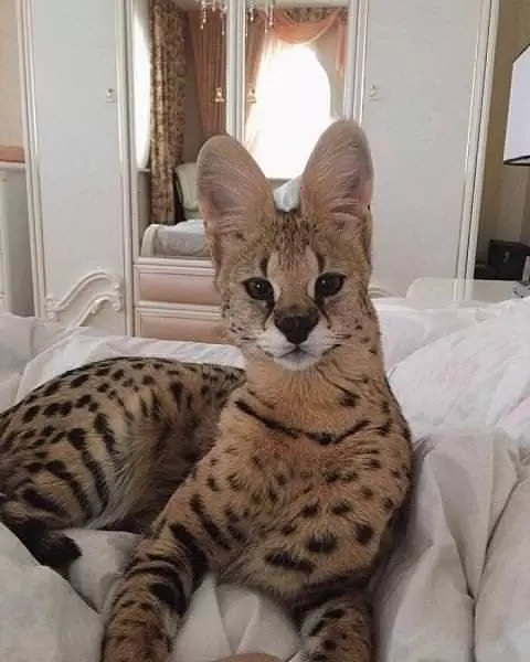 Meeee Ow