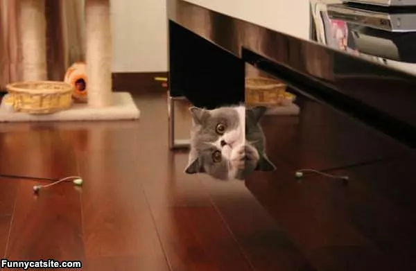 Hey What You Doing