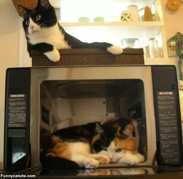 Cat Cave