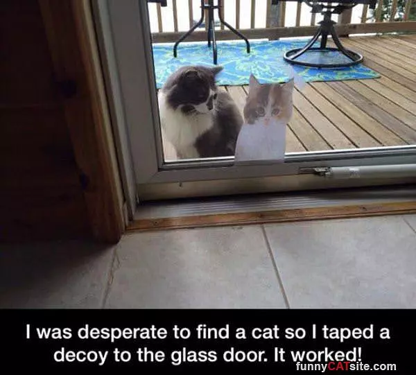 Cat Trap