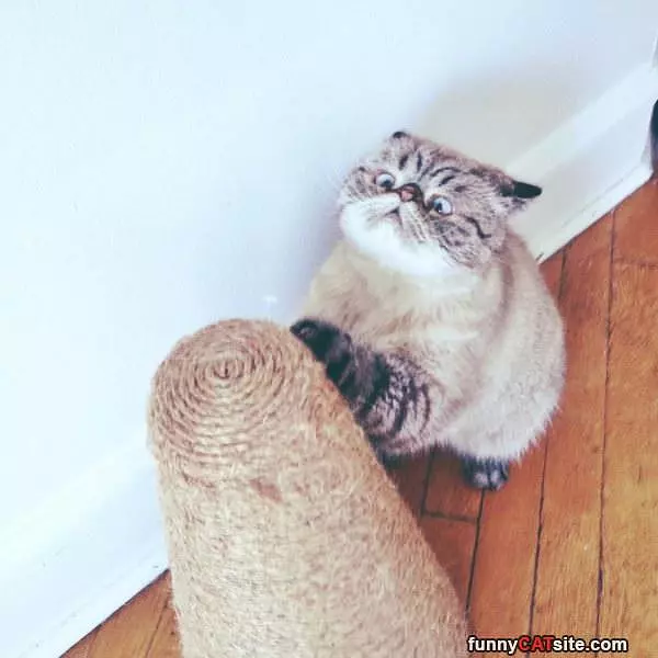 Scratch Scratch