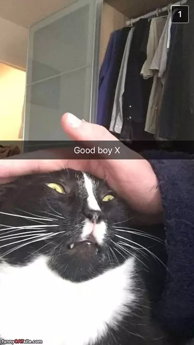 Good Boy