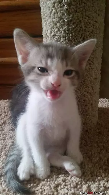 Blehhhhh