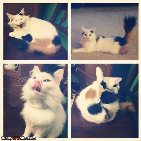 Harrr Rawrrr