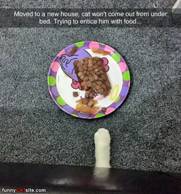 Cant Wont Come Out