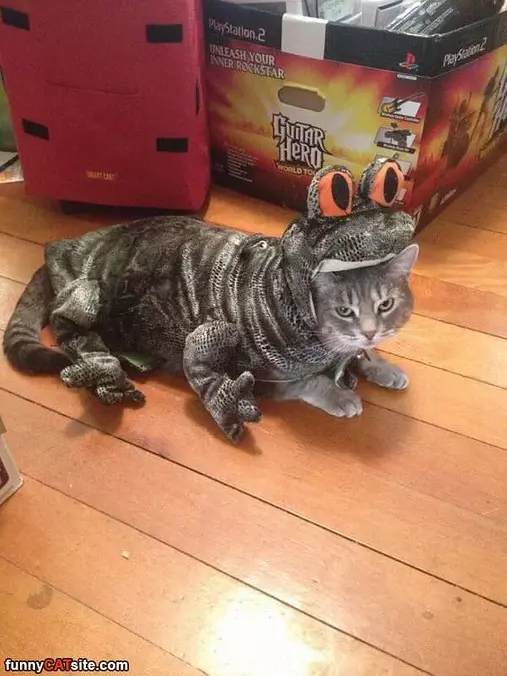 Not Amused