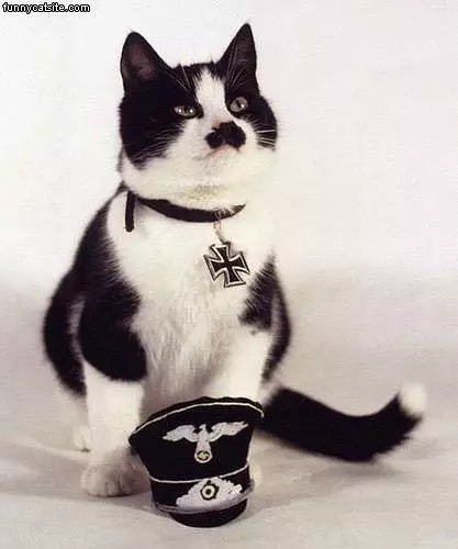 Nazi Catjpg