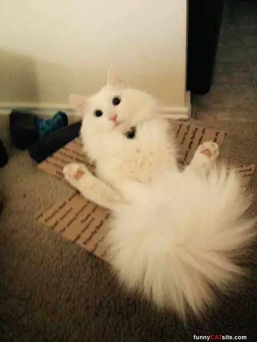 Fluffy Butt