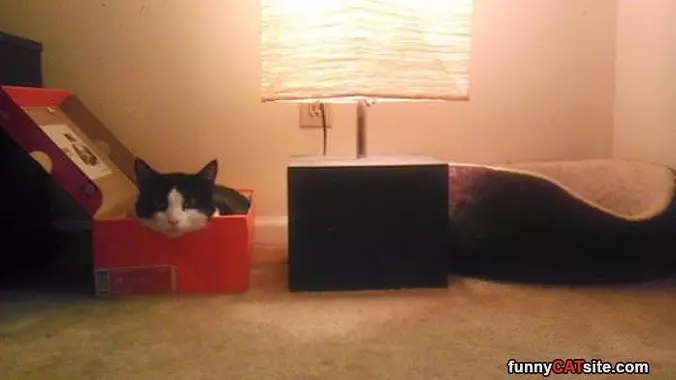 Box Is Better