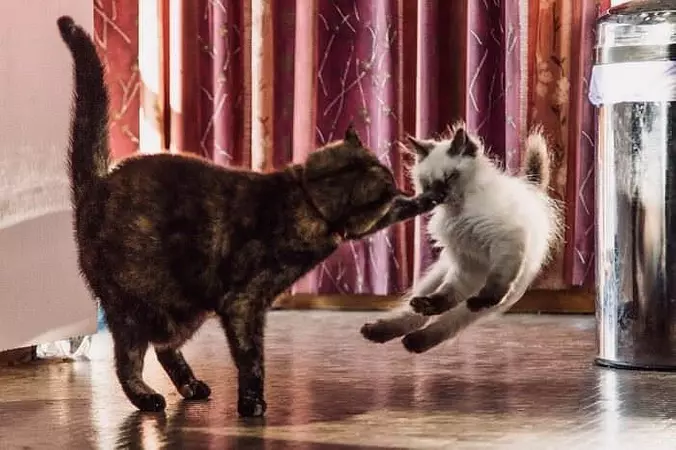 A Punch