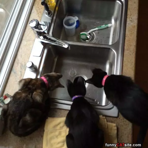We Are Onto You Sink